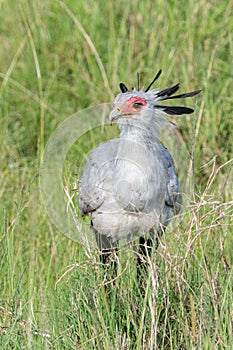 Portrait of an African Secretary bird