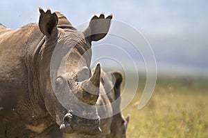 Portrait of african squared-lipped or white rhinoceros