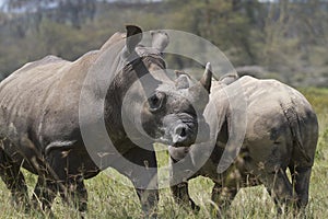 Portrait of african squared-lipped or white rhinoceros