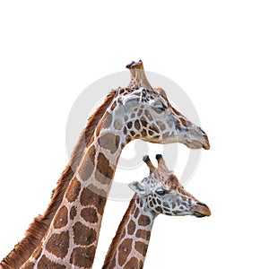 Portrait of African tall giraffes, a mother protecting her young calf isolated at white background. Concept biodiversity and