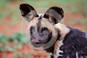 Portrait of an African wild dog