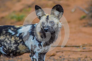 Portrait of African wild painted dog or Lycaon Pictus taken during a safari in a game reserve in South Africa