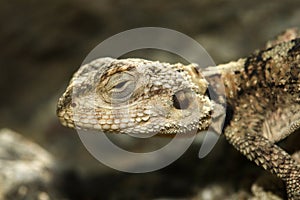 Portrait Agama lizard Stellagama stellio displaying on rock