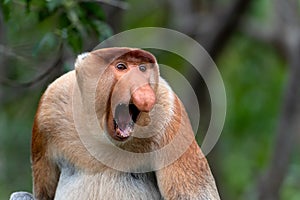 Portrait of aggressive Male Proboscis Monkey Nasalis larvatus