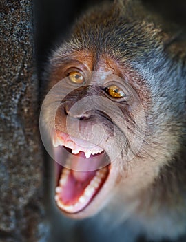 Portrait of aggressive monkey close up