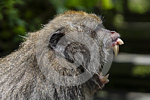 Portrait of an aggressive monkey with open mouth and big fangs, closeup