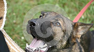 Portrait of an aggressive purebred german shepherd outdoors