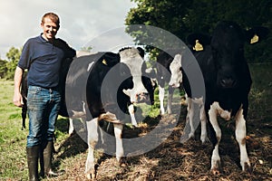 Portrait, agriculture and cows with a man on a farm outdoor for beef or natural sustainability. Confident, milk or dairy