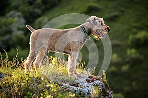 Portrait airedale dog