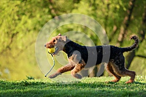 The portrait of Airedale Terrier