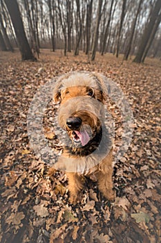 Portrait of airedale terrier