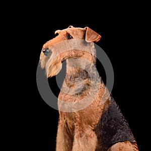 Portrait of Airedale Terrier dog