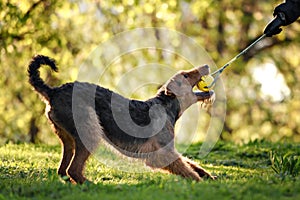 The portrait of Airedale Terrier