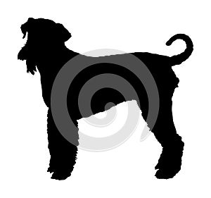 Portrait of Airedale Terrier vector silhouette.