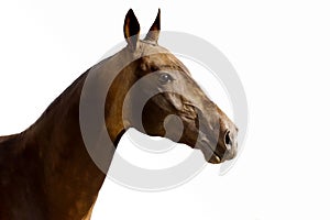 Portrait of the Akhal-Teke horse breed