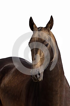 Portrait of the Akhal-Teke horse breed