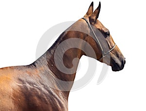 Portrait of akhal-teke horse closeup