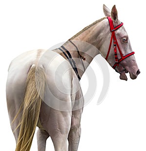Portrait of a akhal-teke horse on white