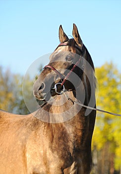 Portrait of akhal-teke stallion