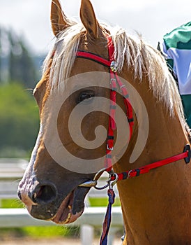 Portrait of akhal-teke stallion