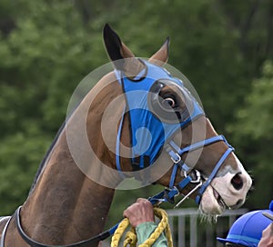 Portrait of akhalteke brown stallion