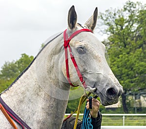 Portrait of akhalteke grey mare