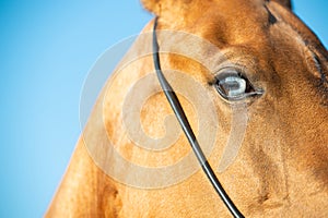 Portrait of Akhalteke horse with blue eye against blue sky. close up