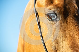 Portrait of Akhalteke horse with blue eye against blue sky. close up