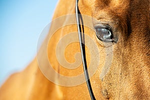 Portrait of Akhalteke horse with blue eye against blue sky. close up