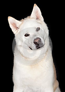 Portrait Of Akita Dog