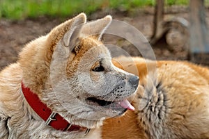 Portrait of a Akita Inu dog 