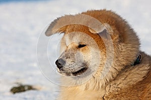 Portrait of a Akita Inu dog