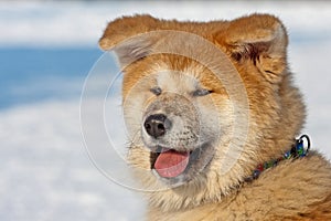 Portrait of a Akita Inu dog