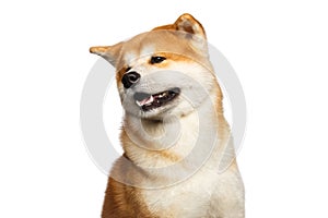 Portrait of Akita inu Dog