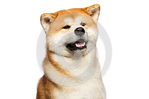 Portrait of Akita inu Dog