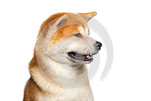 Portrait of Akita inu Dog