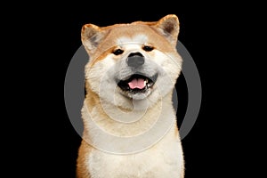 Portrait of Akita inu Dog