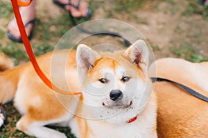 Portrait of a Akita Inu Japanese Dog breed