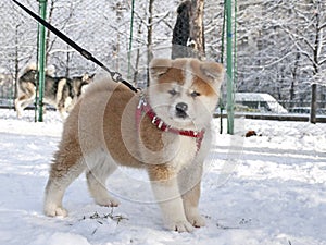 Portrait of a  Akita Inu puppy 