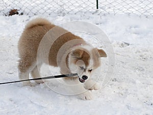 Portrait of a  Akita Inu puppy 