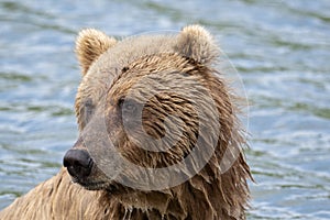 Portrait of Alaskan Brown Bear
