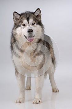 Portrait of Alaskan Malamute