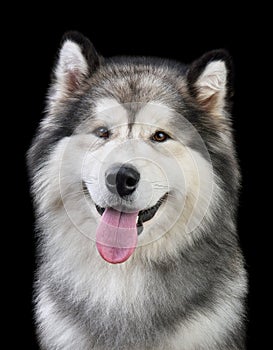 Portrait of Alaskan Malamute