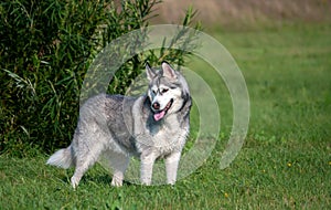 Portrait of an Alaskan Malamute dog in full growth, stands near a tall green bush