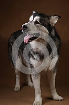 Portrait of alaskan malamute dog sitting in studio on brown blackground and looking aside