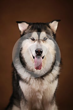 Portrait of alaskan malamute dog sitting in studio on brown blackground and looking at camera