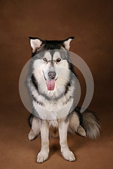 Portrait of alaskan malamute dog sitting in studio on brown blackground and looking at camera