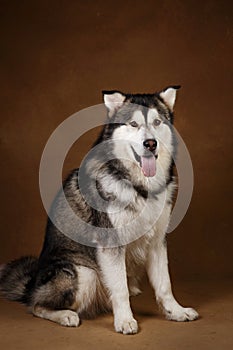 Portrait of alaskan malamute dog sitting in studio on brown blackground and looking at camera