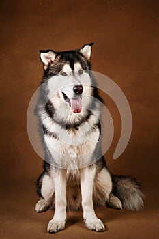 Portrait of alaskan malamute dog sitting in studio on brown blackground and looking at camera