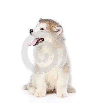 Portrait alaskan malamute puppy. isolated on white background